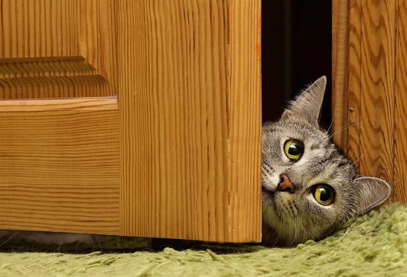 The Door Dictator