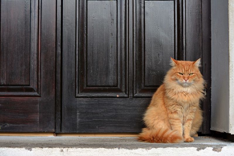 The Door Sentinel