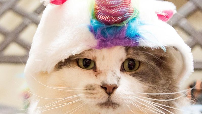 The FIV-Positive Feline