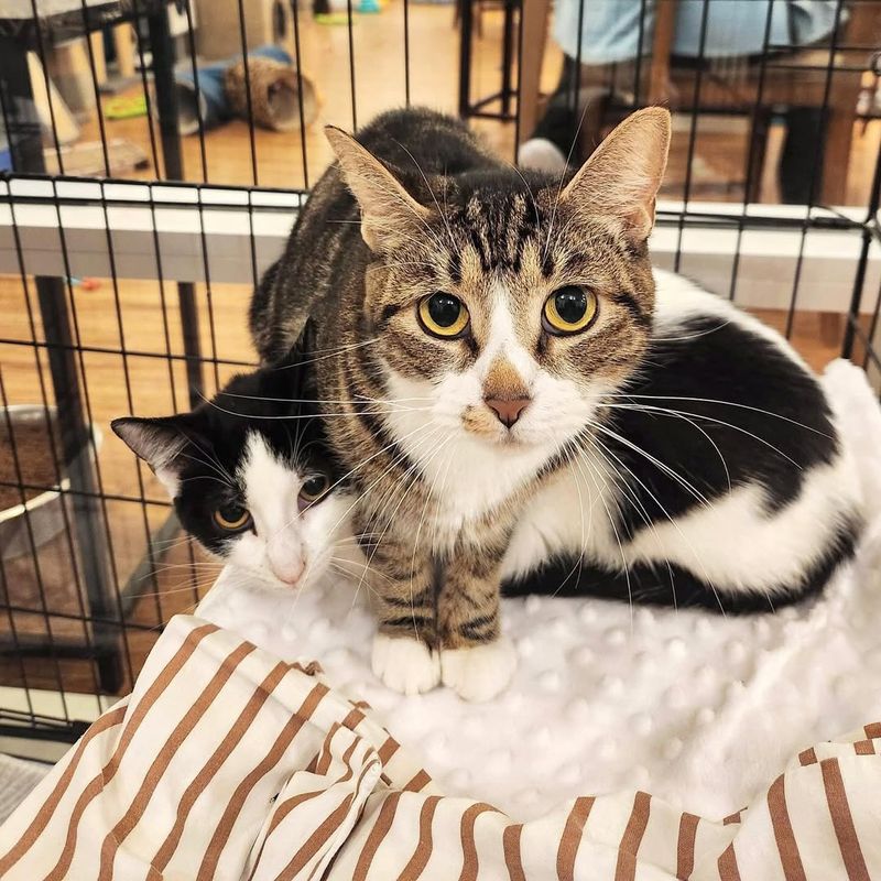 The Feline Family Bond