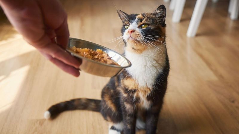 The Food Critic
