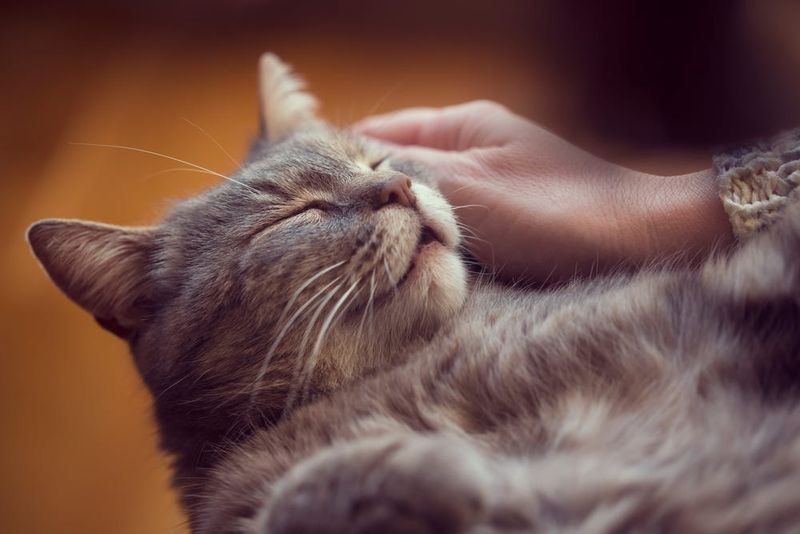 The Gentle Purr