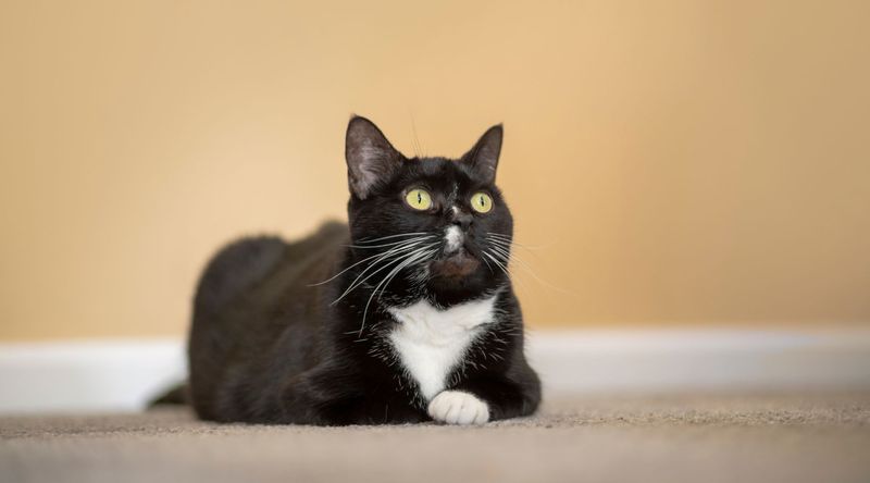 The Great Catsby