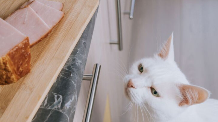 The Hidden Dangers in 9 Favorite Cat Treats