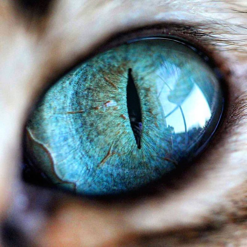 The Hypnotic Gaze