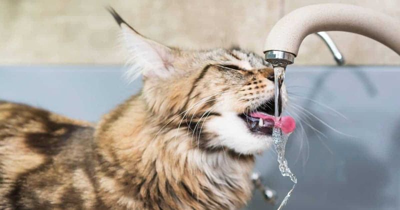 The Importance of Hydration