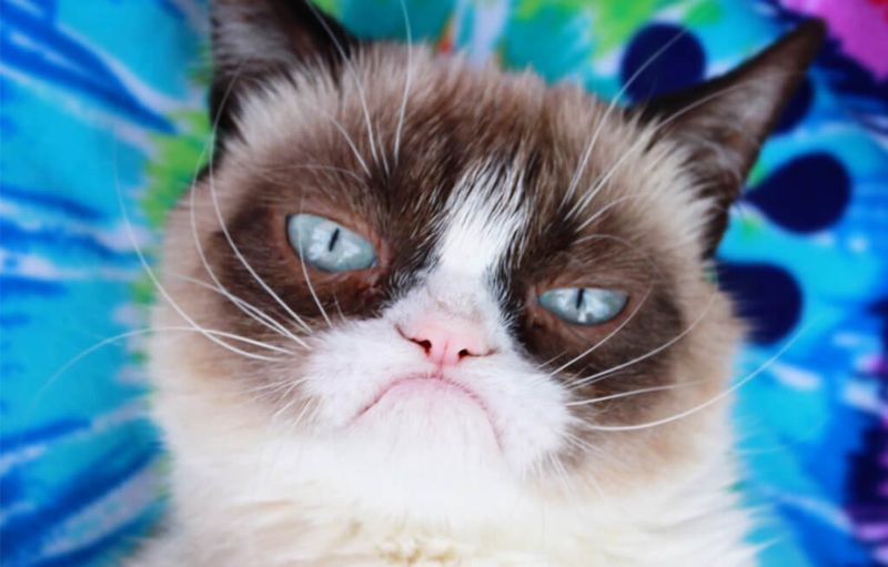 The Internet Cat Phenomenon