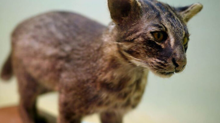 The Iriomote Cat – 7 Facts About Japan’s Jungle Predator