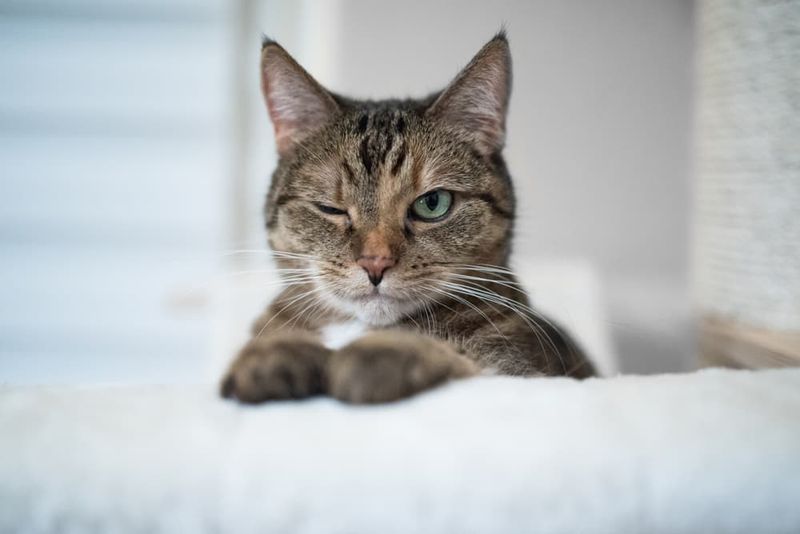 The Blinking But Not Breaking Eye Contact Stare