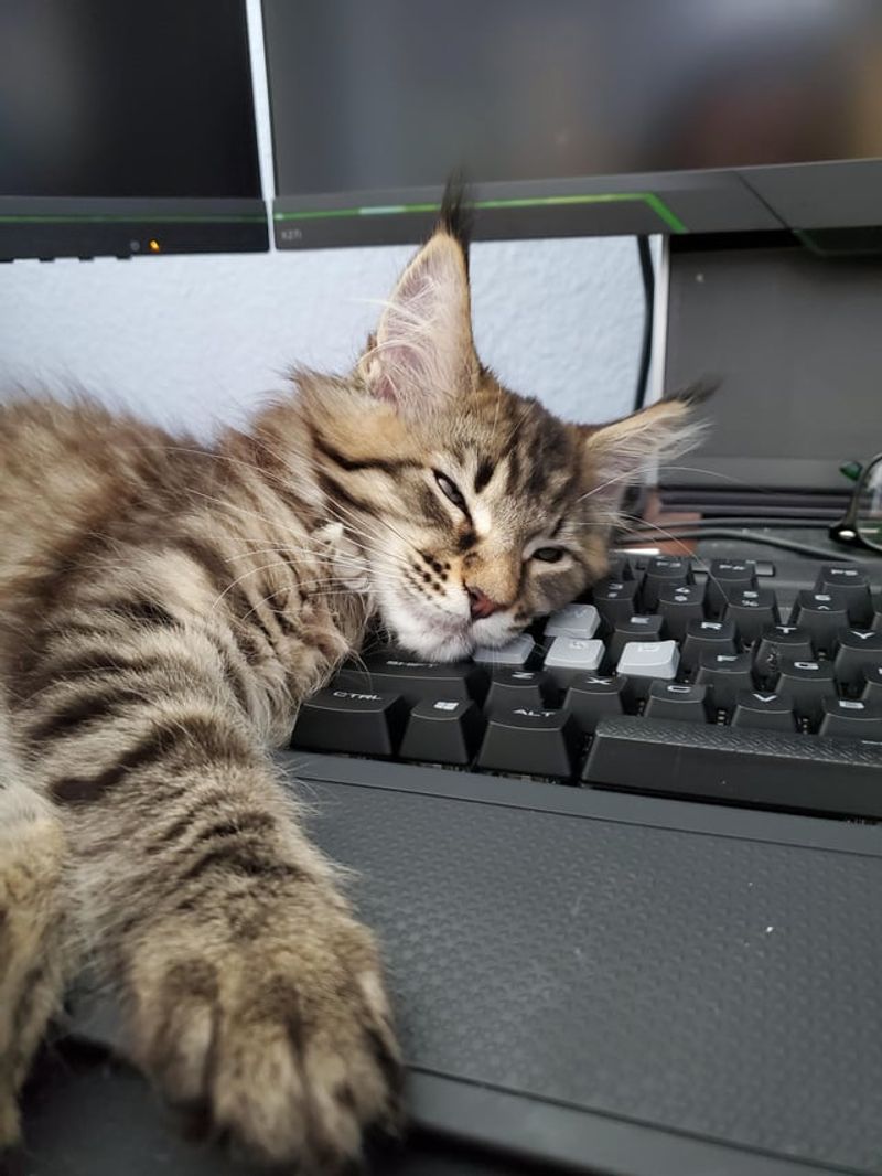 The Keyboard Napper