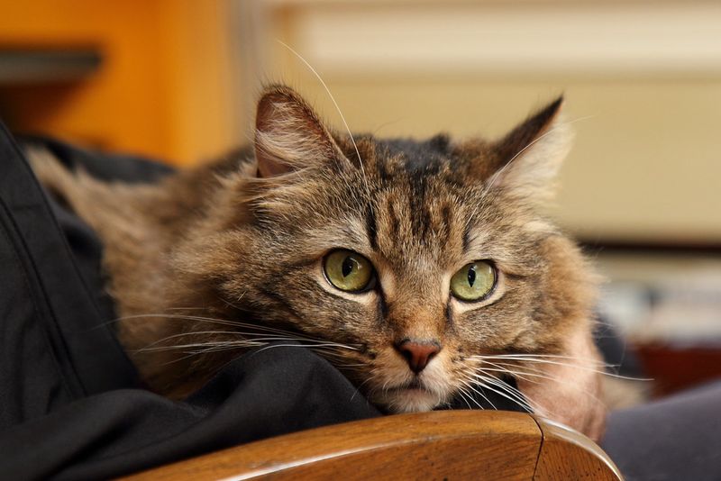 The Lap Guardian