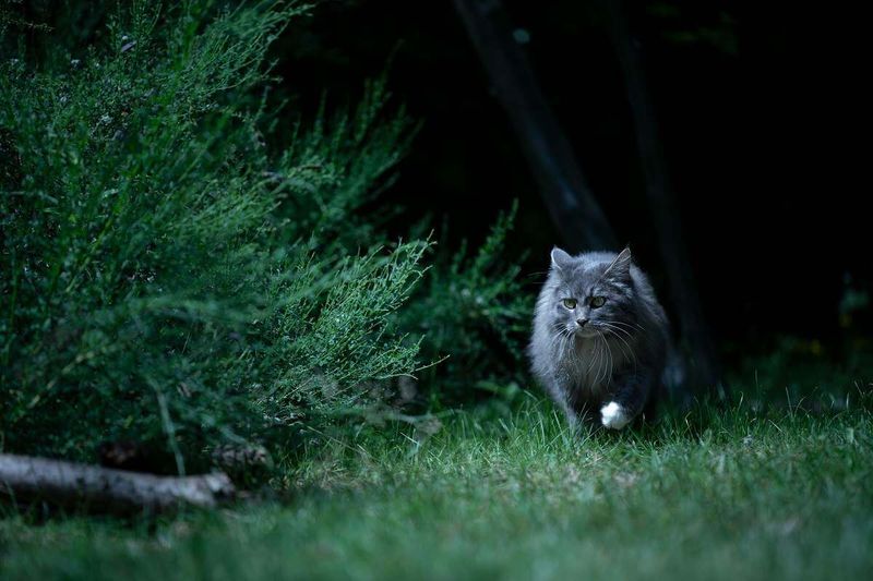 The Midnight Patrol