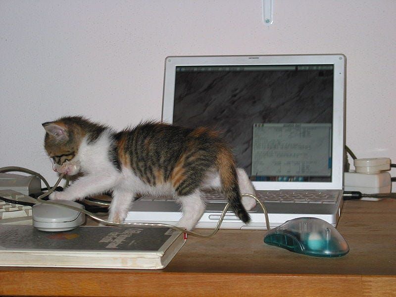 The Mouse Chaser