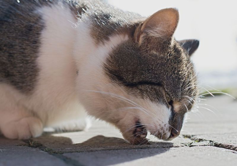 The Mysterious Hairball