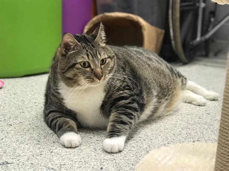 The Overweight Lovable