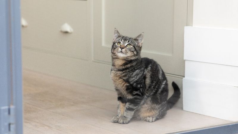 They Were Among the First Domesticated Cats