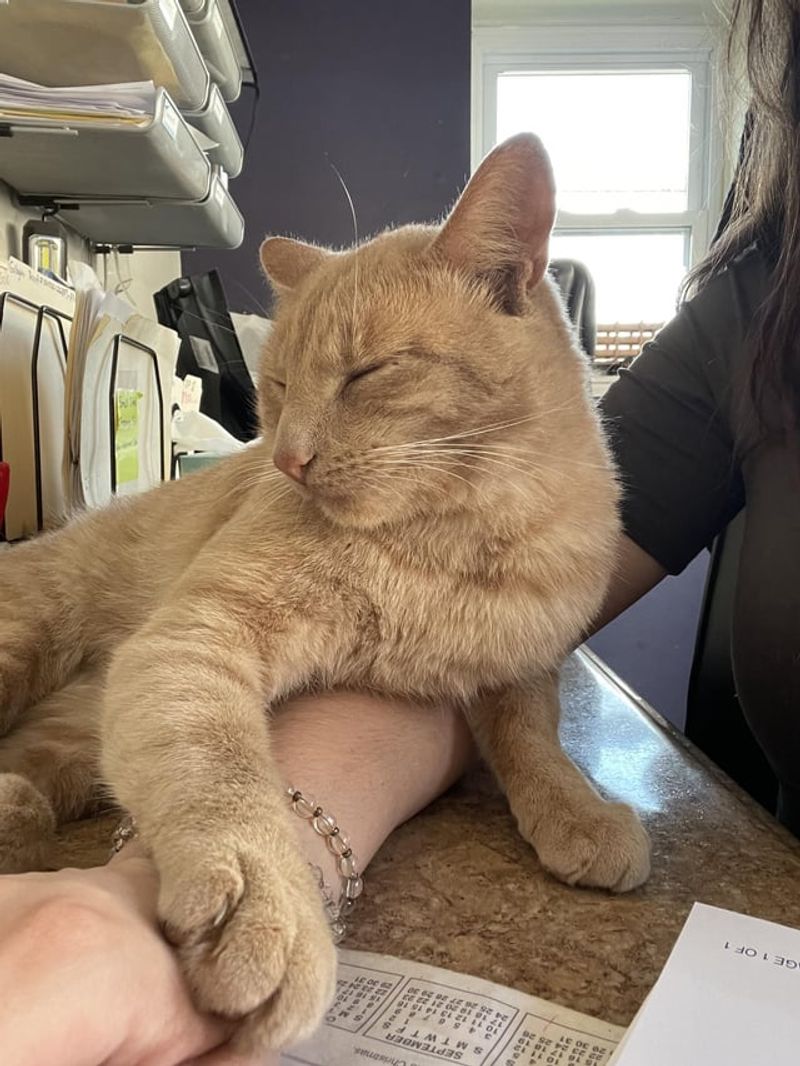 The Paw Pat