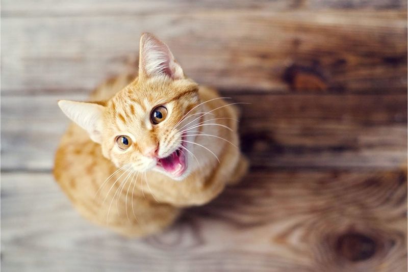 The Perfect Meow