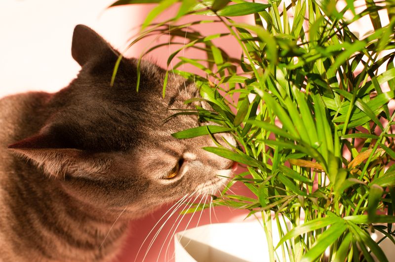 The Plant Nibble
