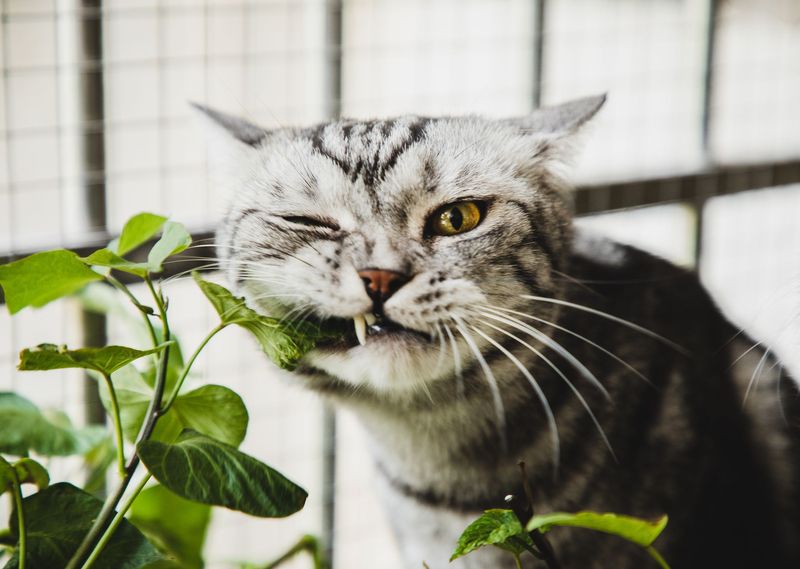 The Plant Nibbler