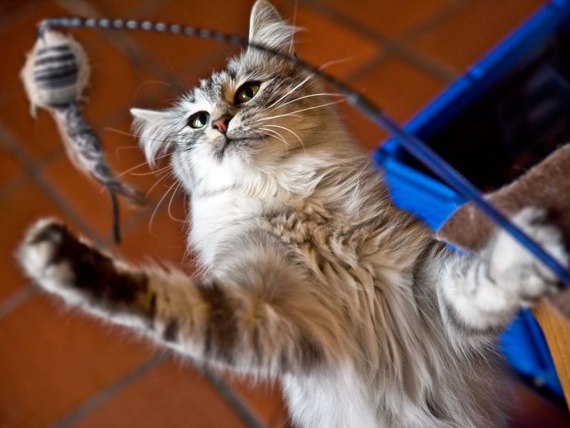 The Playful Pounce