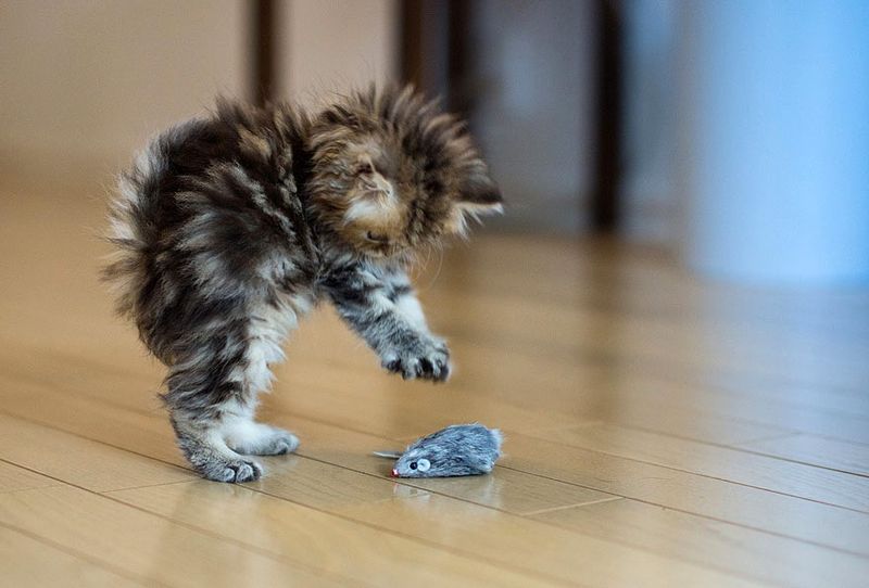 The Playful Protector