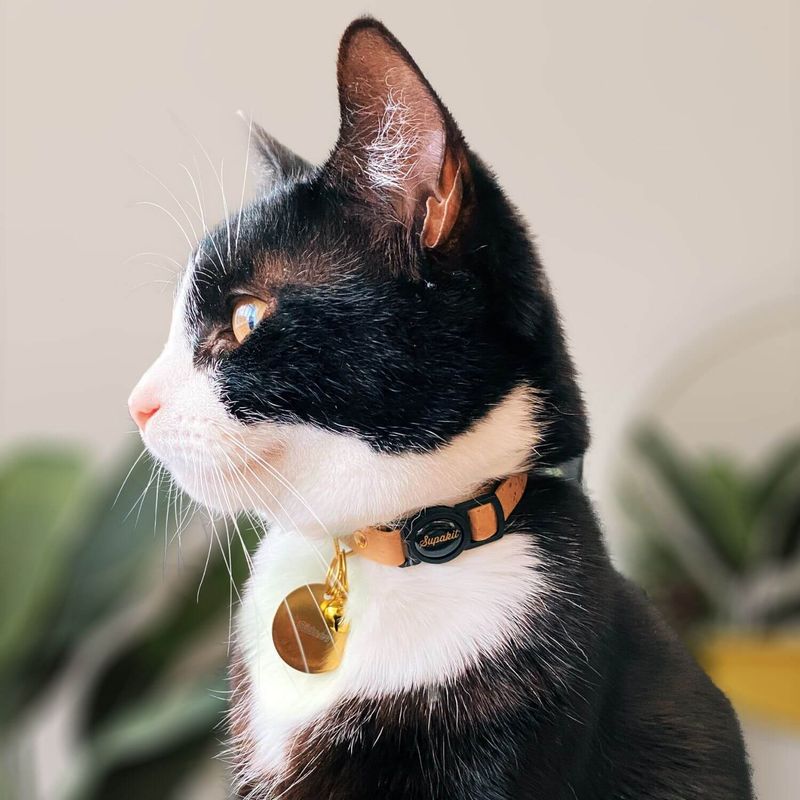 A Collar and Tag Are Still Necessary