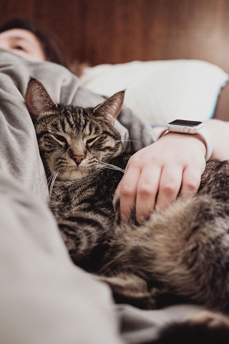The Purring Companion