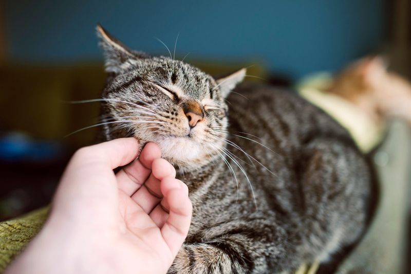 The Purring Engine
