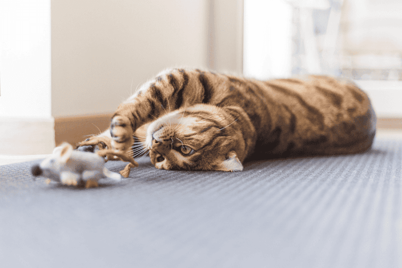 The Role of Play and Exercise