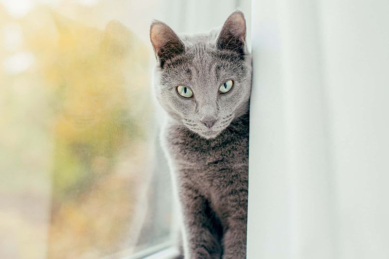 The Russian Blue's Aura of Tranquility