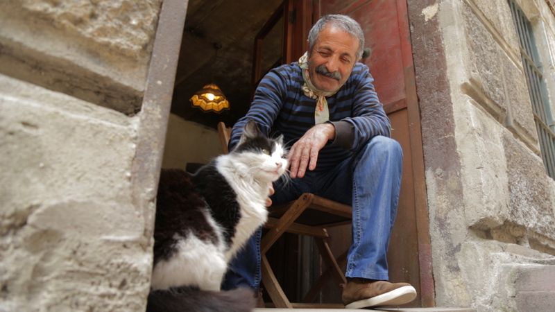 Kedi (2016)