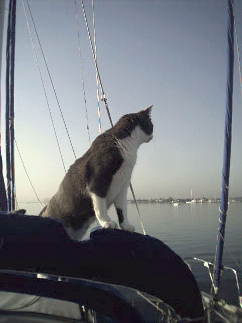 The Ship’s Cat