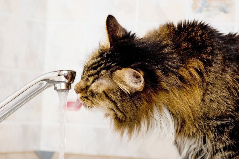 Increased Thirst (Polydipsia)