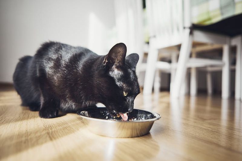 Starving Drama at Full Bowl Theater