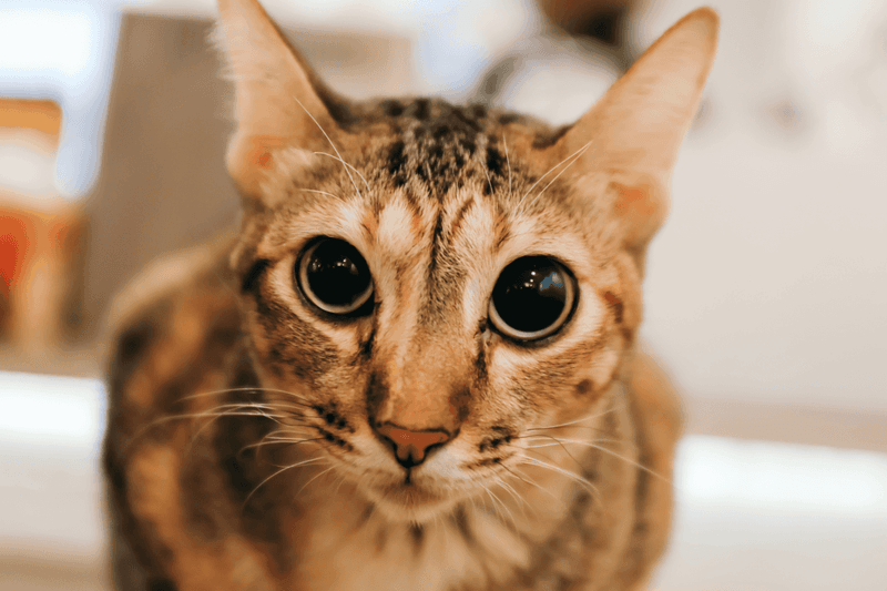 The Wide-Eyed Freeze