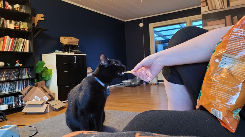 The Snack Seeker
