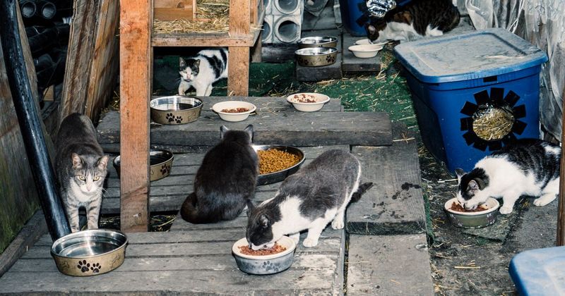 The Cat Collector
