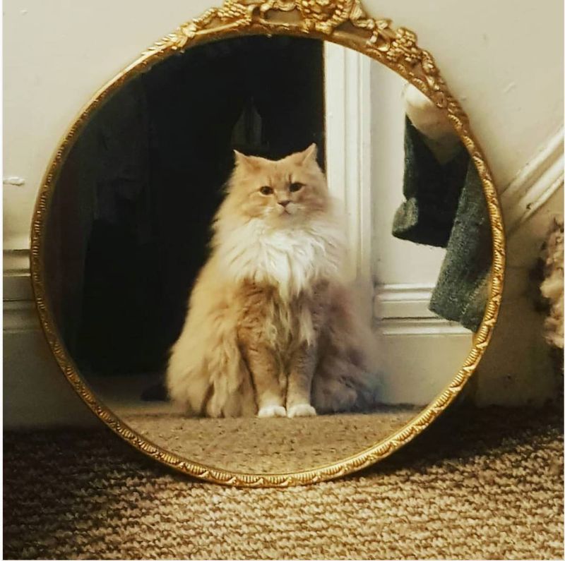 The Stare of Authority