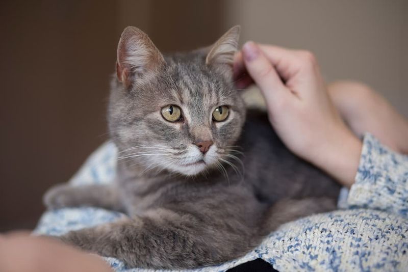 The Pet-Then-Don't Pet Rule