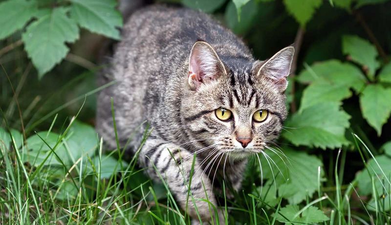 The Stealthy Hunter