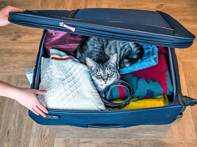 The Suitcase Sabotage