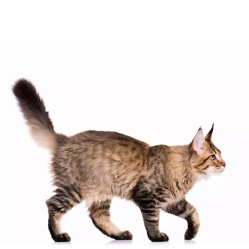 The Tail Flicker