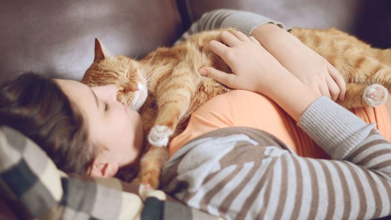 The Cozy Companion