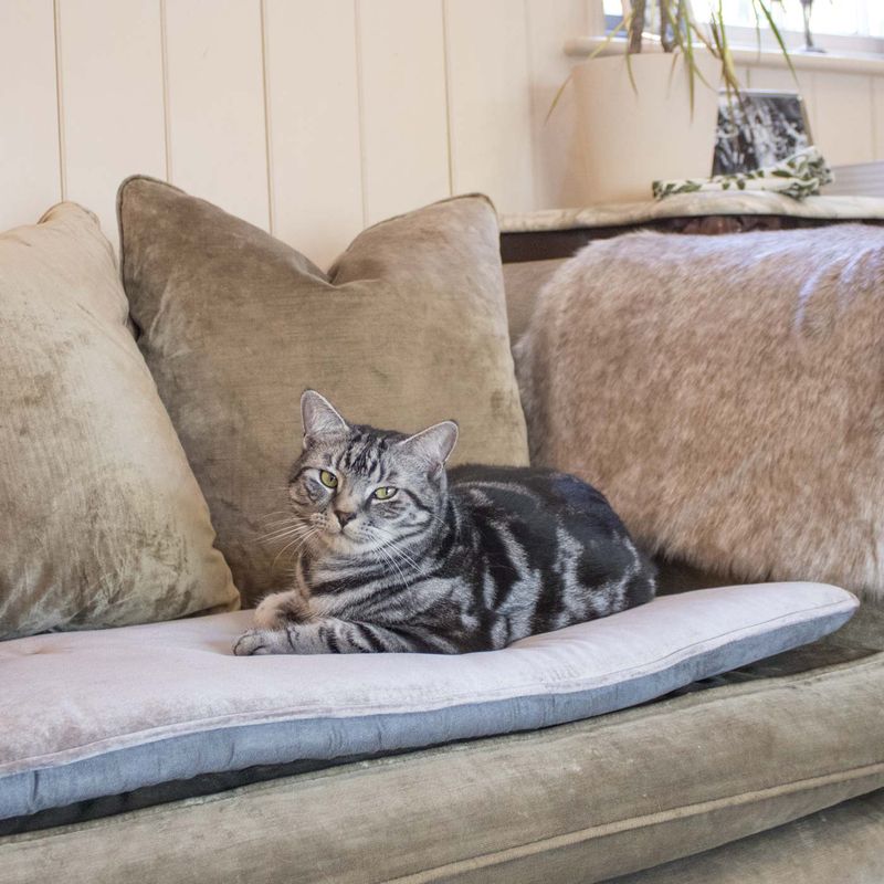 The Unapproachable Throne