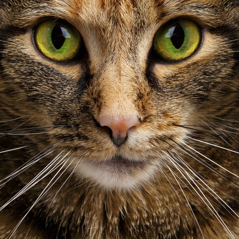 The Focused Predator Gaze