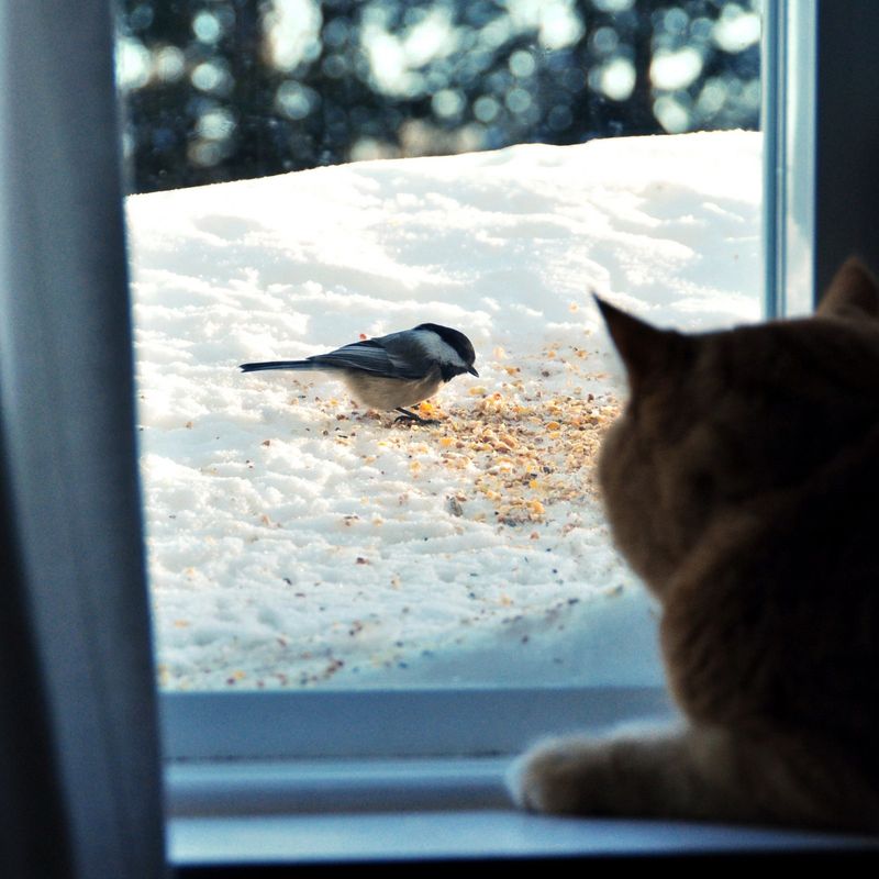 The Window Watcher