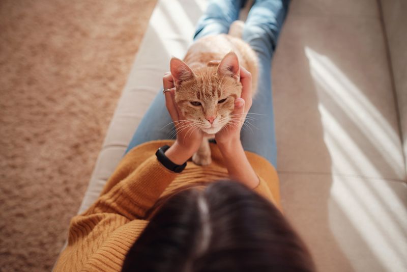 Scent Is How Cats Know Who You Are