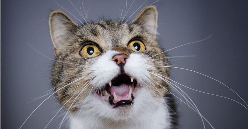 Canines Are the Longest and Sharpest Teeth