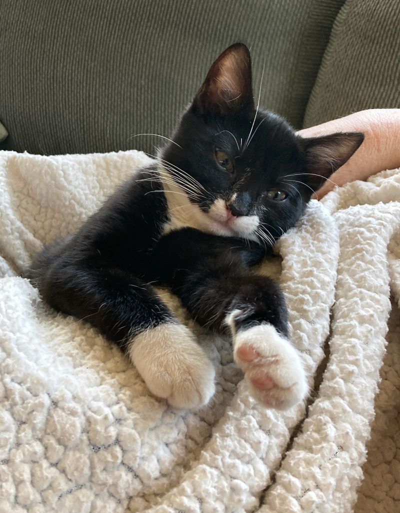 Therapeutic Purring